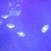 12777_jellyfish 12777_jellyfish