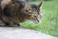12807_tabby_cat