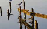 12837_medway