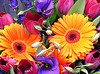 12856_1605.flower