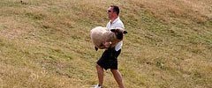 12948_sheeplifting An unfortunate sheep at Mudchute Farm by Dean Nicholas. Londonist does not condone sheeplifting.