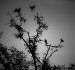 12965_2405.crow 12965_2405.crow