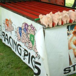 Pigs.jpg