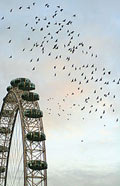 eye_starlings.jpg
