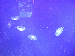 Jellyfish
