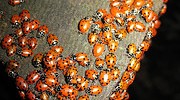 13109_ladybirds 13109_ladybirds