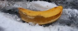 13243_SnowRisk 'Double jeopardy' weather image by SallyB2