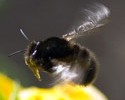 13245_1606_bee Polly Nate dreamed of being Queen