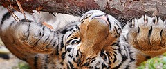 13275_tigerclawing 13275_tigerclawing
