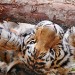 13275_tigerclawing 13275_tigerclawing