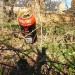 13420_extrafreecider 13420_extrafreecider