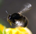 1606_bee.jpg
