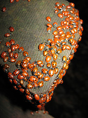 ladybirds