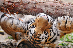 Tiger clawing