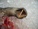 0107_lamprey.jpg