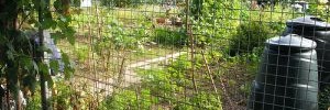 Image showing allotments by SallyB2