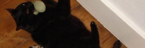 Great, now try it with a real one / image and cat author's own