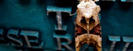 13586_1107.moth