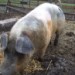 13662_PiggyFlu 13662_PiggyFlu