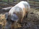 13662_PiggyFlu