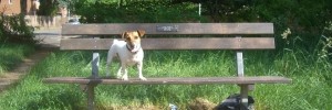 13794_dogonabench