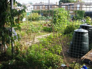 Allotments.jpg