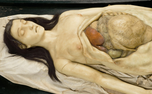 anatomicalvenus.jpg