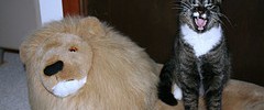 13908_roar