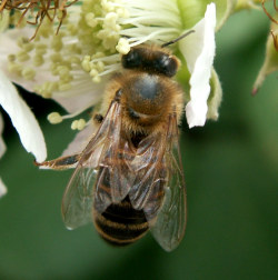 Honeybee_5Aug09.jpg