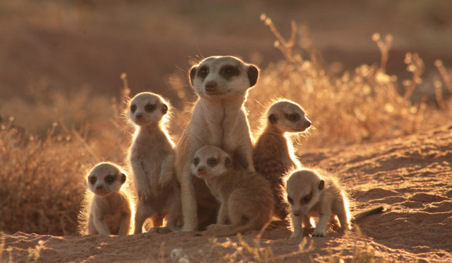 Meerkats.jpg