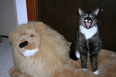Roar