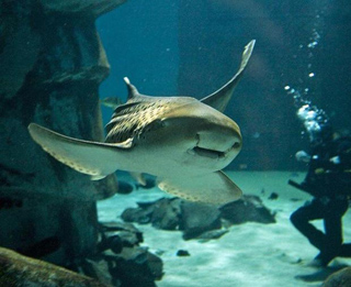 zebrashark.jpg