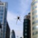 14282_Spidey Spidey by Clav from the Londonist Flickr pool