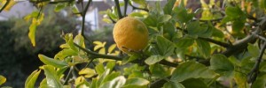 14286_0309b.ee