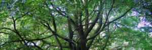 14328_0709b.ee