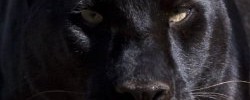 14395_panther