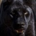 14395_panther