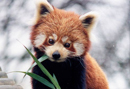 14424_cuteredpanda