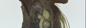 14441_toothandcock