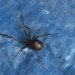 14543_falsewidow23Sep09 14543_falsewidow23Sep09