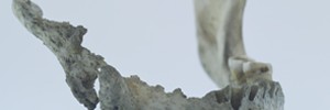 14553_phossyjaw