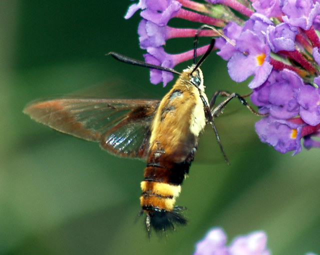 HummingbirdHawkMoth.jpg