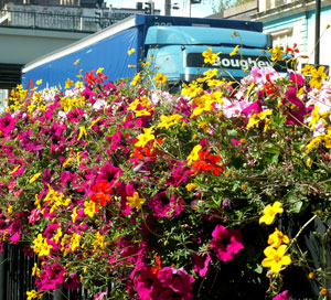 lorry_flowers21Sep09.jpg