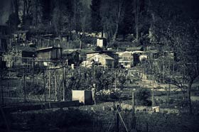 onetreehillallotments.jpg