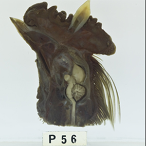 toothandcock.jpg