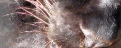 14795_panther-face 14795_panther-face