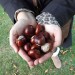 14812_conkers1009 14812_conkers1009