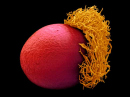 14824_wellcomeseedthing