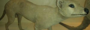 14941_museumthylacine