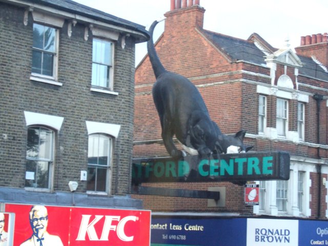 Big cat